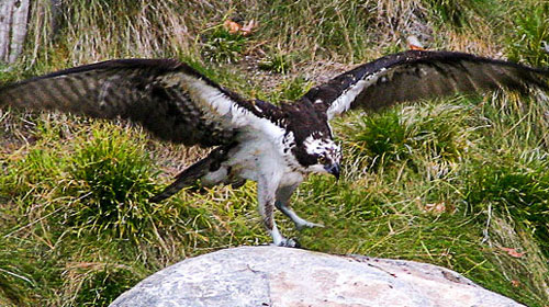 Eagle landing on a rock, wings outstretched
