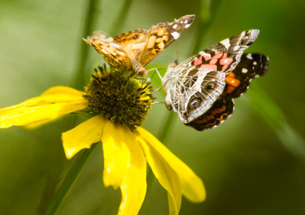 Two Butterflies on a Daisy