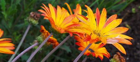 Orange Daisy-like Flowers