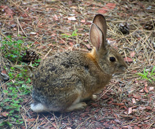 Cute Bunny Rabbit on Pine Needle Strewn Ground