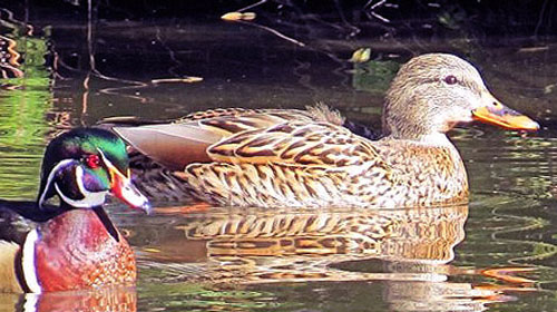 Three beautifully colored ducks swimming in a pond