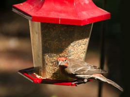 Bird on Bird Feeder