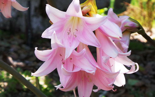 Beautiful Pink Flowers