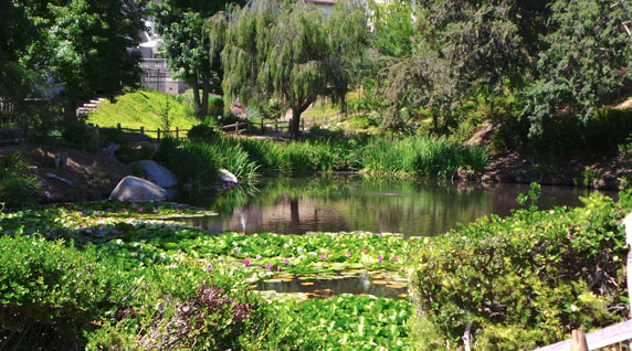 Scenic View of the Pond