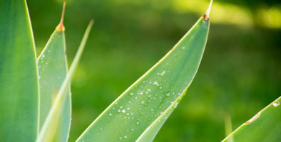Lovely Green Sword Plant Leaves