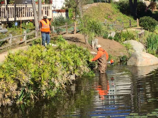 Two men trimming pond vegetation, one in the water, one on the bank